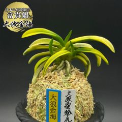 富貴蘭 風蘭 蘭 大波金海 オオナミキンカイ 3本立 【現品】 t753 フウキラン フウラン 送料無料