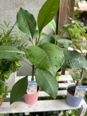 2025年最新】品種名：プルメリア その他観葉植物の人気アイテム - メルカリ