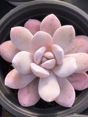多肉植物　エケベリア　ピンクラウイ　抜き苗　6-7cm   抜き苗　１株