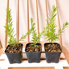 グレビレア　ジョンエバンス挿し木苗