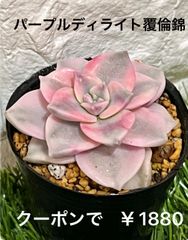パープルディライト覆倫錦 斑入り 多肉植物 多肉 韓国苗