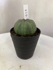 ユーフォルビア・オベサ　３号　インテリア　グリーン　多肉植物