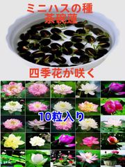 ミニハスの種　茶碗蓮　ハスの種　屋内外植付け可能　お得な値段設定　10粒入り