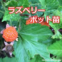■ラズベリー小苗ポット苗 木苺オレンジ色 無農薬栽培スイーツ&生食用♪