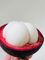 タイ産新鮮マンゴスチン5玉入りx4パック・Mangosteen 4 Box・Mang cut 4 Hop