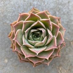 多肉植物 カット苗 エケベリア シムランスアセンション 発根済
