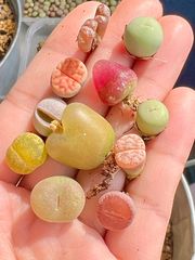 コノフィツム+ リトープス　ブルゲリ　翡翠玉  KO 翠光玉 11種類　11点セット　ペアルソニー  風鈴玉　 マウガニー  多肉植物 メルカリ便162
