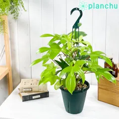 PLANCHU 観葉植物 フィロデンドロン フロリダゴースト 6号吊り鉢 育て方説明書付き Philodendron ‘Florida ghost’ アロイドのサムネイル