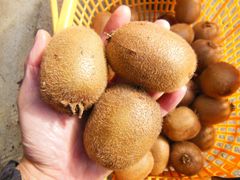 希少なキウイフルーツ香翠！　大きめの追熟前の果実2㎏＋α