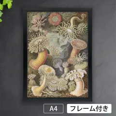訳あり未使用品　生物の驚異的な形 Amazon.co.jp: 生物の驚異的な形 : エルンスト・ヘッケル, 小畠