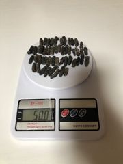 工場直売 関西産A級品 乾燥なまこ　超ミニサイズ 50g50匹 (計量時50g50本)