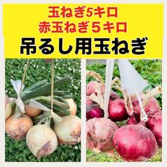 吊るして長期保存可能‼️赤玉ねぎ5キロ➕玉ねぎ5キロ‼️