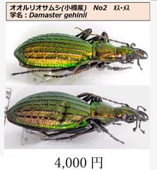 2024年最新】オサムシ 標本の人気アイテム - メルカリ