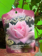 クチナシ苗木現品花蕾付き10号鉢高約100cm品種名　オオヤエクチナシ5/28 クチナシ苗木現品花蕾付き10号鉢高約100cm大輪咲く品種オオヤエ