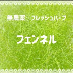 採れたて　フェンネル　新鲜　小茴香　野菜　約300g 無農薬　ネコポス　ディル　料理　魚料理のサムネイル