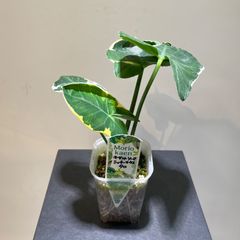 キサントソーマ　ミッキーマウスタロ　抜き苗