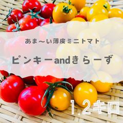 ミニトマト❣️ピンキーandきらーず1.2キロ❣️皮が口に残らない❣️天使のほっぺのような優しい食感❣️
