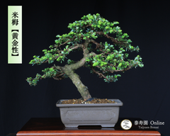 米栂 コメツガ【黄金性】オウゴンショウ 挿し木【泰寿園 Online】現品 一点物 松 盆栽 松柏 室内 鑑賞 趣味 卓上盆栽 盆栽鉢 グリーン 和 ギフト プレゼント 贈答品 小品盆栽 誕生日 母の日 父の日 敬老の日 記念日 お祝い インテリア2