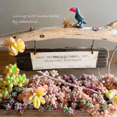 流木プランターの寄せ植え お花畑 カモノハシ