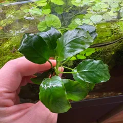 アヌビアス ナナ（水中葉）1株のサムネイル