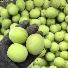 青梅《通年農薬不使用！》愛媛県産のサムネイル