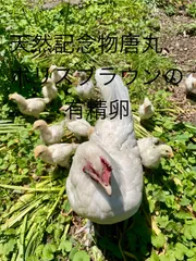 平飼い有精卵の人気アイテム - メルカリ