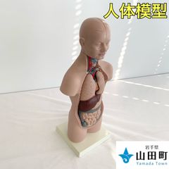 人体解剖模型（トルソー型）【ymk-020】