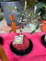 オリーブ　苔玉仕立て　受け皿付　果樹　オシャレ　屋外　屋内　インテリア　グリーン　観葉植物
