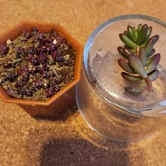 2025年最新】ぽーちゅらかの人気アイテム - メルカリ 