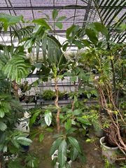 ブラッサイア・シェフレラ　尺鉢　引き取り限定　観葉植物　インテリア　グリーン