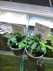 ブセファランドラ sp. ピグマエア ブキットクラム　デナリー社 Bucephalandra sp. Pygmaea bukit kelam