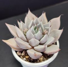 エケベリア 原種　クスピダータパラス  花芽ありその5  cuspidata Parras ケーレス実生苗 月曜or火曜日発送。