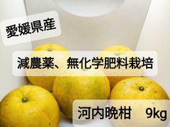 愛媛県産、減農薬、無化学肥料栽培、樹上完熟河内晩柑　9kg