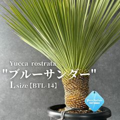 現品/発根済み】『柱サボテン』 ドライガーデン / ロック