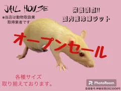 冷凍ラット 23g前後 80匹セット 000000000024-org.jpg?t=
