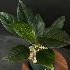 【光沢のある葉が美しい❗️（抜き苗）】アグラオネマ  ロタンダム  #6  /   観葉植物