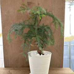 直接取引か着払　アロカリア 苗木 南洋杉 大型170cm超え 観葉植物 アロカリア シマナンヨウスギ シマ南洋杉 南洋杉 大型210❗苗木