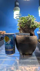 ふ*く様 【珍品洞窟あり！！】巨大なピグマエア・発根済み/鉢ごと発送 鉢サイズ4.5号のBIGサイズ