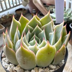 大セール‼️古都の葉さん苗❣️小桃いろは❣️札付き❗️多肉