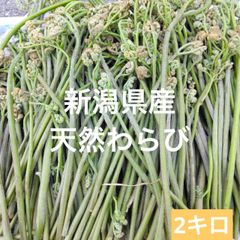 天然 わらび　新潟県産 蕨　山菜 ２キロ　天然山菜 産地直送野菜