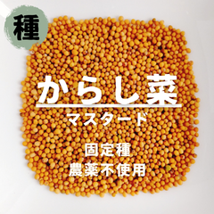 【種】黄からし菜　農薬不使用　300粒
