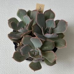 多肉植物  シャビアナローズ  3頭