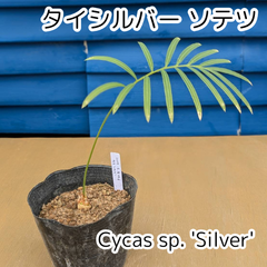 【人気商品‼️】【鉢ごと発送】タイ　シルバーソテツ　Cycas sp.silver　2025-3-6-Sp6