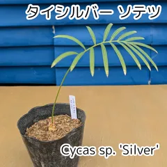 2025年最新】タイシルバー ソテツの人気アイテム - メルカリ