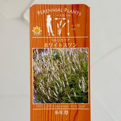 【宿根草】ペルシカリア・ホワイトスワン　3.5号ラベル苗