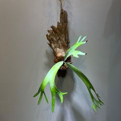 ビカクシダ　ウィリンキー　sp　ワイルド株　Platycerium Willinckii sp　流木付