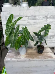 【希少】アロカシアロンギロバマーブルバリエガータ　見たことないぞ！ 希少】アロカシアロンギロバマーブルバリエガータ 見たことない