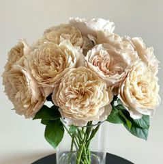数量限定☆シャンパンゴールド☆シャクヤク咲☆強香☆超希少種☆バラ苗☆バラ☆Maki3❇︎Rose❇︎Garden