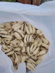 鳥取北栄町　砂丘らっきょう　２kg