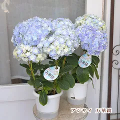 2025年最新】紫陽花 万華鏡の人気アイテム - メルカリ